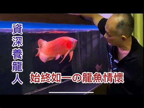 龍魚飼養|教你龍魚從開缸到飼養的過程，保證這幾項就能出狀態。